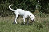 DOGUE ARGENTIN 031